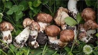 中国电信工博会展示“互联网+工业制造”:AG亚娱集团(图2) ag亚娱官网