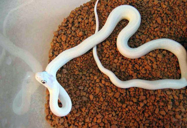 ag亚娱官网|实践中成长科华中路小学开展研学节暨社会实践活动课程(图4) AG亚娱集团官方