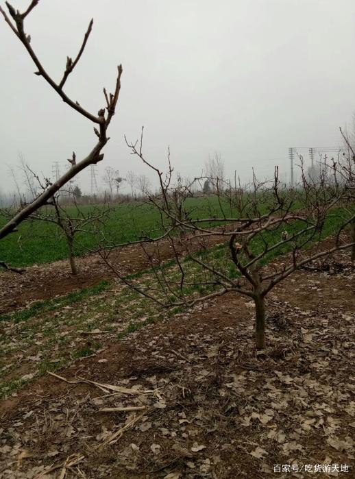 AG亚娱集团官方:日本教育孩子有哪些优点,早教(图2) AG亚娱集团