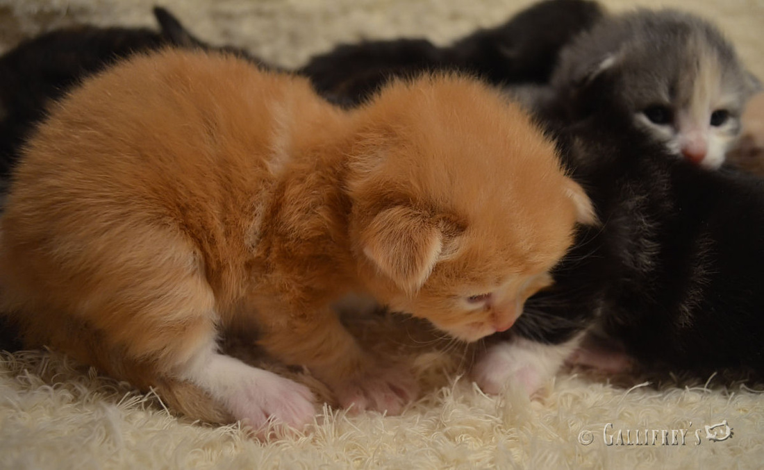 林志玲成为广告代言女王【AG亚娱集团官方】(图2) ag亚娱官网